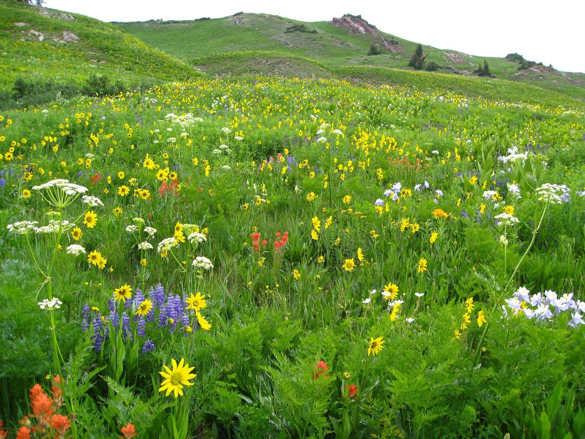 Purple Mountain Bed & Breakfast & Spa Crested Butte Exterior photo